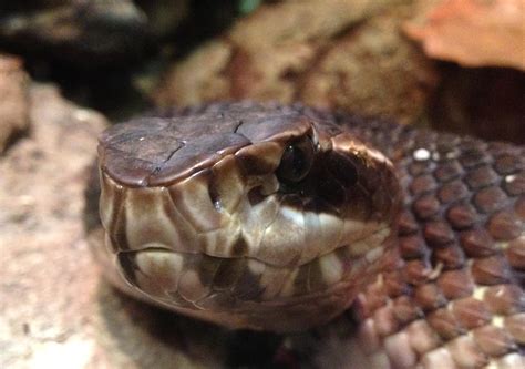 Free picture: cottonmouth, snake, head, water, moccasin, reptile