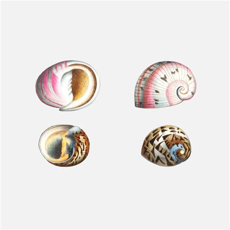 Downloadable: Nerite Shells images (.jpg .png) - TofuJoe