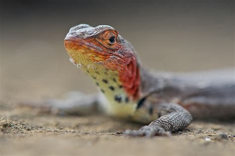 Lava Lizard with a Fresh New Face | Sean Crane Photography