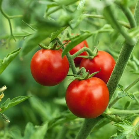 Tomato that was lost in space for 8 months found by ISS astronauts