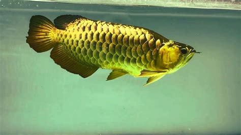 24K Big Golden Crossback Arowana | Beautiful Gold Head Arowana Headed ...