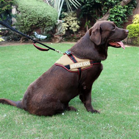 K9 Service Dog Harness | Strong, Adjustable, Easy Grip K9 Harness