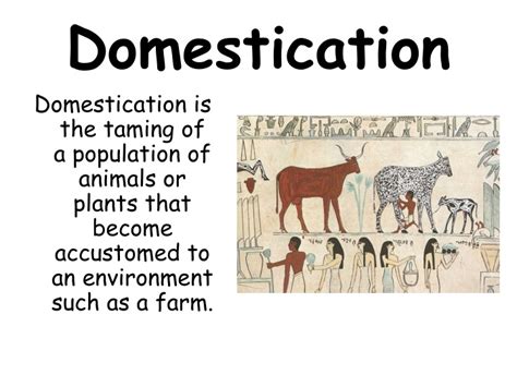 Unlocking Productivity Through Domestication – ictsd.org