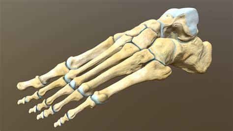 Left human foot bones - Buy Royalty Free 3D model by Catherine Sulzmann (@csulzmann) [3665b79 ...