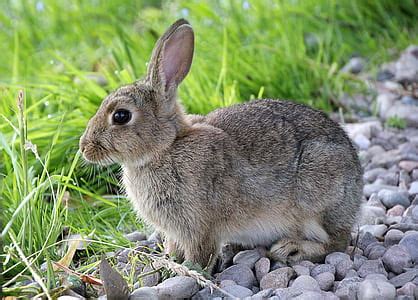 Royalty-Free photo: Brown rabbit on green grassfield | PickPik