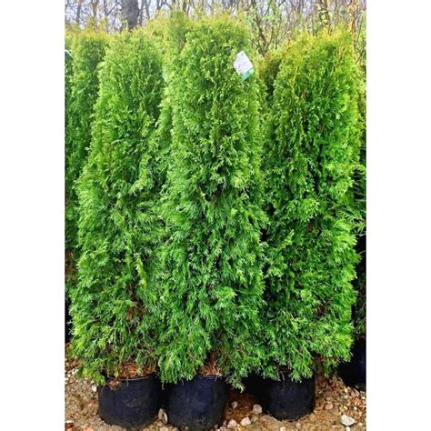 Arborvitae 'Emerald Green' | Emerald green arborvitae, Arborvitae landscaping, Arborvitae