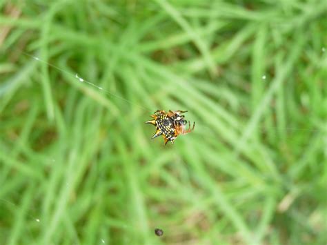 An awesome little spider. - Nature - Photo.net