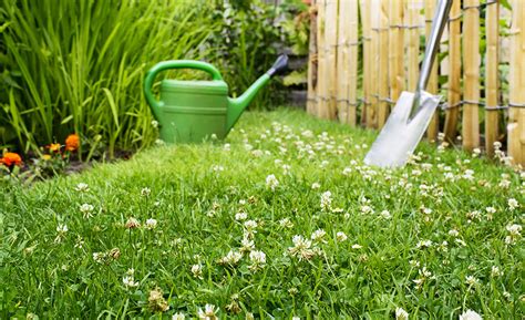 8 Grass Alternatives for Lawns - The Home Depot