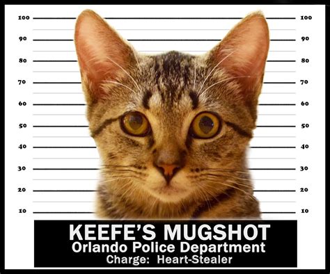 YOUR CAT'S MUGSHOT a Mugshot of Your Cat on a | Etsy