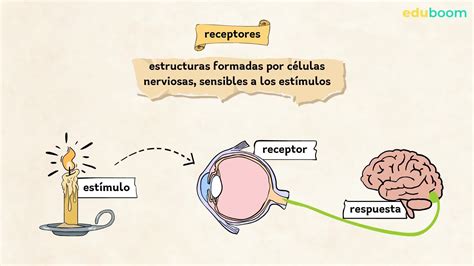 Los receptores. El sentido de la vista. Biologia 3 secundaria