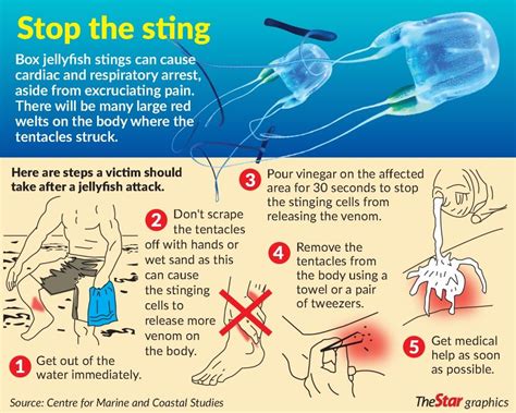 Box jellyfish breeding in Penang | The Star