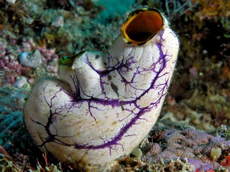 The Puzzle of Tunicates – In His Image