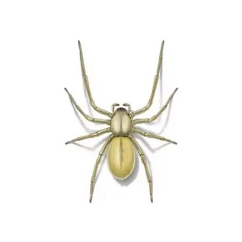 Sac Spider Identification & Habitat | Spiders in Central and Eastern ...