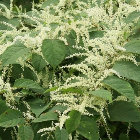 Japanese Knotweed (Fallopia Japonica) – The Japanese Knotweed Company