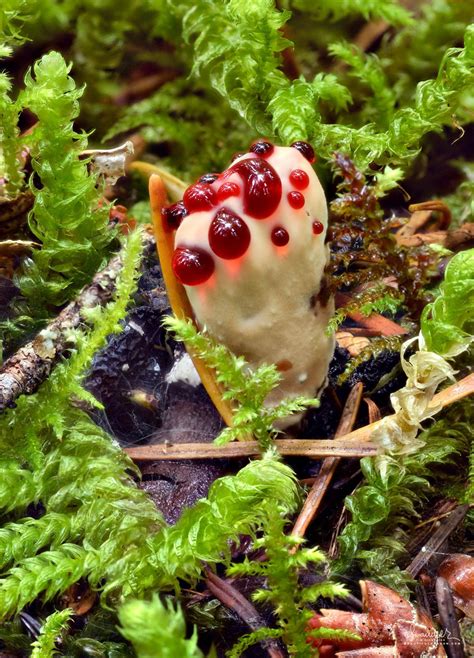 Bleeding Hydnellum (Hydnellum peckii) 'Strawberries and Cream' - Oregon ...