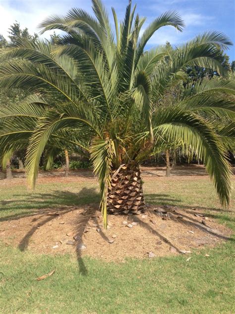 Palm Trees for Sale Melbourne | Palm Tree Sales