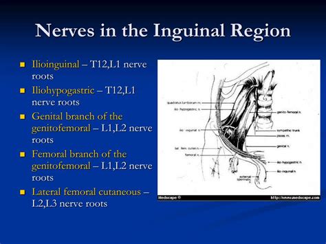 Ilioinguinal Nerve Entrapment | The Best Porn Website