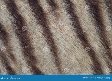 Closeup of tiger fur stock photo. Image of stripes, beauty - 106711986