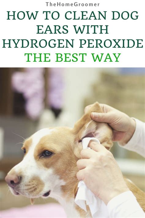 How to Clean Dog Ears with Hydrogen Peroxide: The Best Way | Glamorous Dogs | Dog ear wash, Dog ...