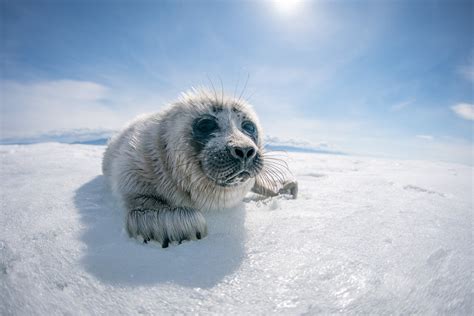 Photographer Captures Adorable Shots of Seal Pups in Lake Baikal ...