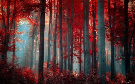 3440x1440px | free download | HD wallpaper: red forest nature ...