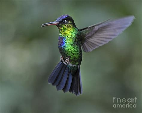 Fiery-throated Hummingbird.. Photograph by Nina Stavlund | Pixels