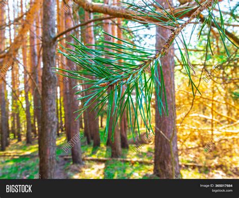 Pine Needles Closeup. Image & Photo (Free Trial) | Bigstock