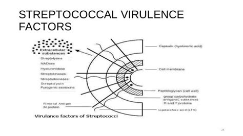 An Overview of Streptococcal Infections