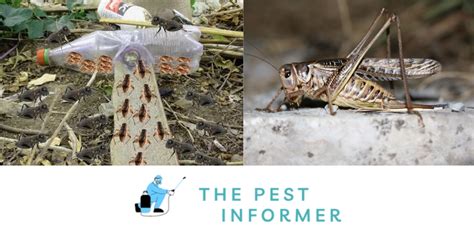 Cricket Trap: How To Catch A Cricket (Homemade Traps and Non-Lethal) - The Pest Informer