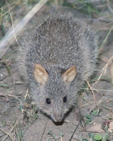 Species profile—Aepyprymnus rufescens (rufous bettong) | Environment, land and water ...