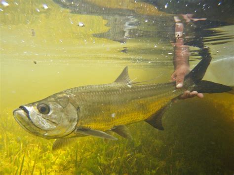 FLY FISHING FOR JUVENILE TARPON - Tail Fly Fishing Magazine