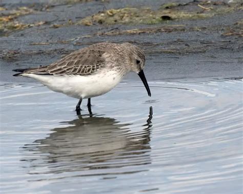 Dunlin - Facts, Diet, Habitat & Pictures on Animalia.bio