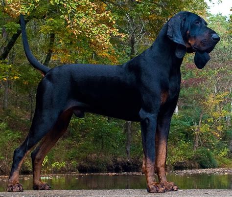 Black and Tan Coonhound - All Big Dog Breeds