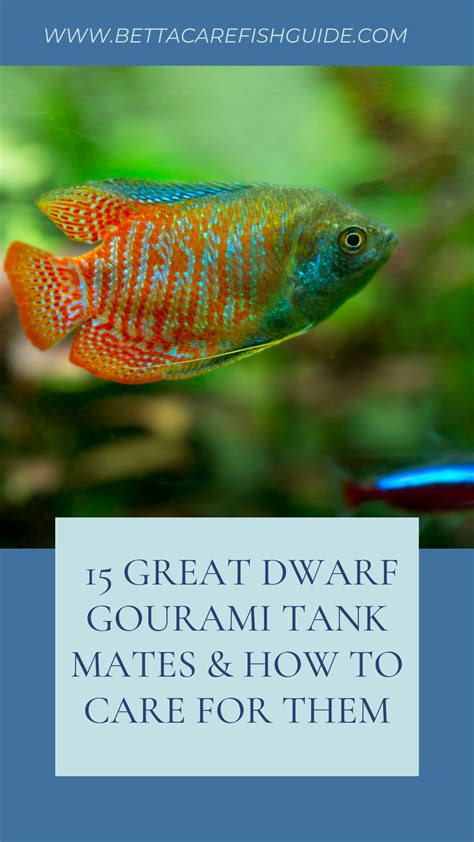 15 Great Dwarf Gourami Tank Mates & How To Care For Them - Betta Care Fish Guide