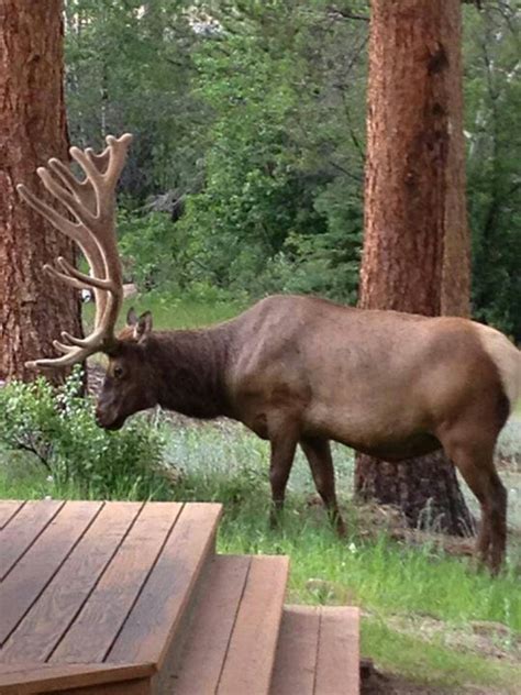 106 best Estes Park Wildlife images on Pinterest | Elk, Estes park colorado and National parks