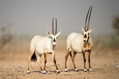 Arabian Oryx | Arabian oryx, Arabians, Animals wild