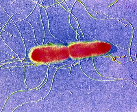 False-colour Tem Of Salmonella Typhi Photograph by Cnri