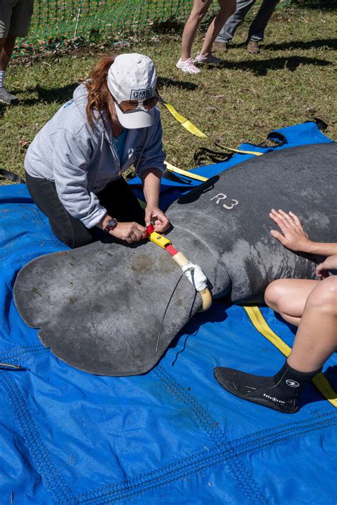 Orphaned Manatees Return to the Wild After 3 Years of Rehab - The New ...