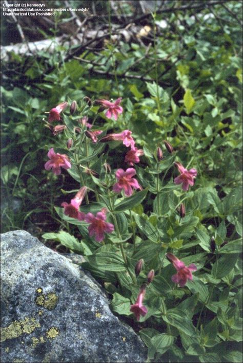 PlantFiles Pictures: Pink Monkey Flower, Lewis Monkey Flower (Mimulus ...