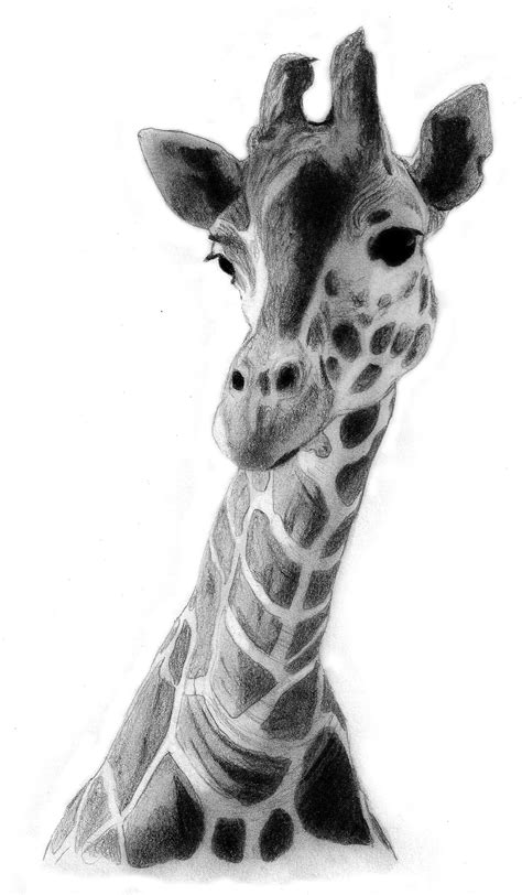 Giraffe Drawing by QZJavs on DeviantArt