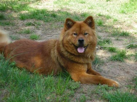 17 best Akita Chow images on Pinterest | Akita, Akita dog and Chow chow mix