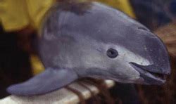 Why Endangered? - Vaquita