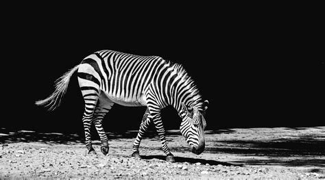 1920x1080 wallpaper | black and white zebra | Peakpx