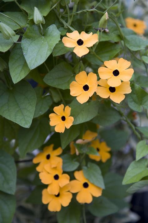 The 10 Best Vining Plants for Your Garden in 2020 | Plants, Beautiful ...