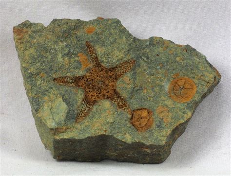 Echinoderm Fossils Association