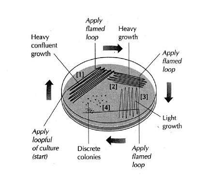 Streak Plate Methods of Isolation | Medical Laboratories