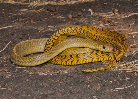 Ratsnake | Rahul Alvares