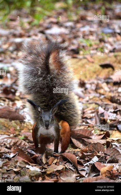 Rare tufted ground squirrel rheithrosciurus macrotis of Borneo colour ...