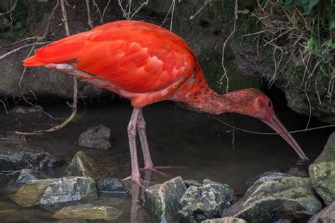 Scarlet Ibis Feeding, Birds of Eden, Plettenberg Bay | Flickr