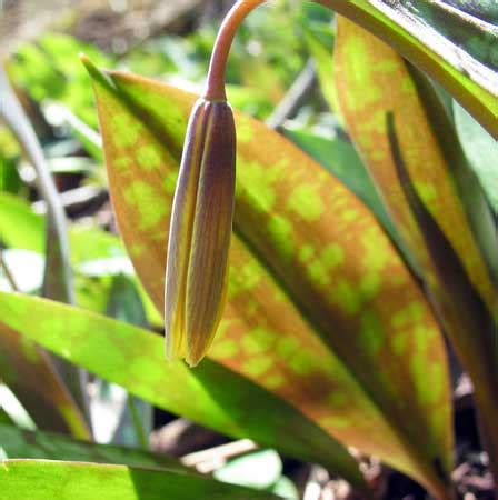 Wild Edible Plants - Trout Lily